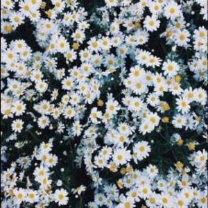 Meet your Posher, Sydney